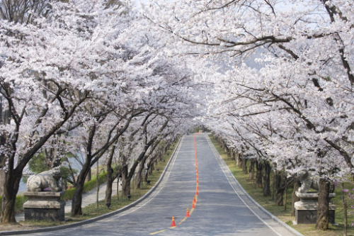 서울 벚꽃 명소