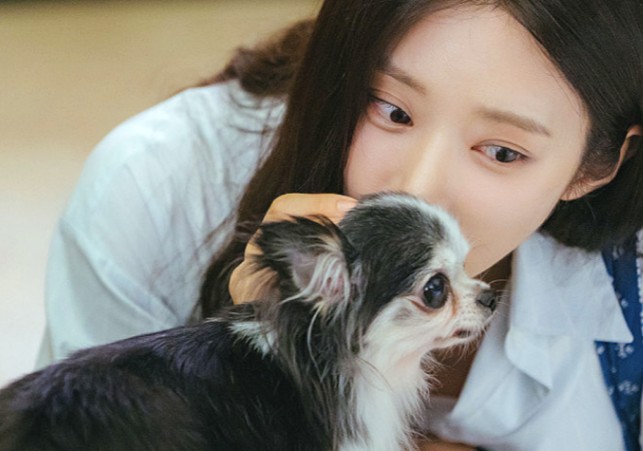 드라마 스프링 피버 강아지 종류 - 장모치와와 봄식이
