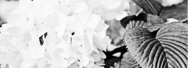 하얀 수국 꽃말, 흰색 수국 꽃말, 흰수국 꽃말: 변덕, 변심, 넓고 상냥한 마음, 관용