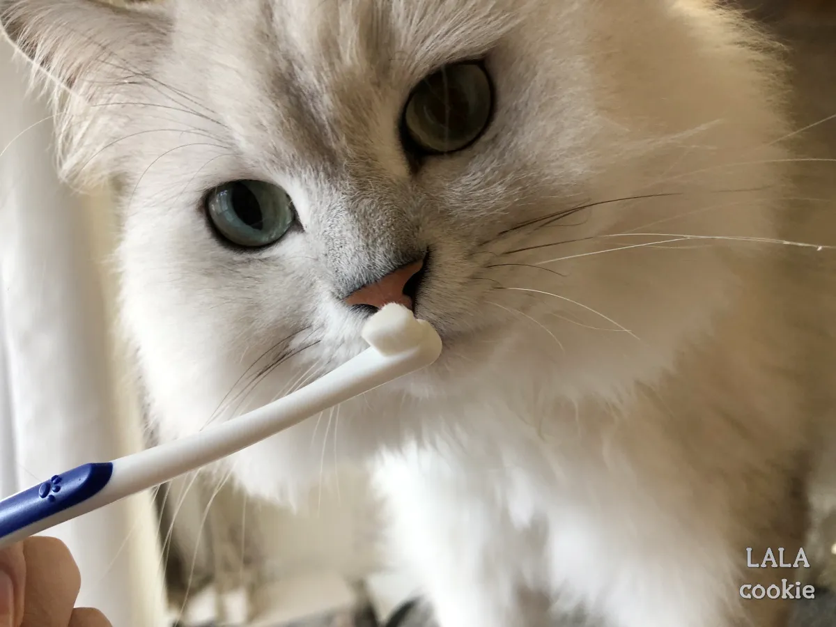 고양이-양치질-교육-칫솔-냄새-맡는-고양이