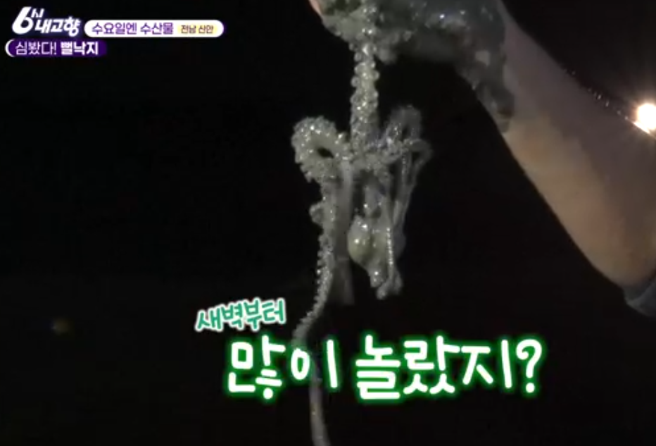 신안 뻘낙지