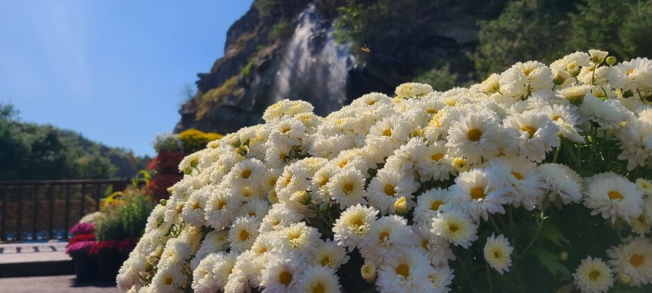 삼천만송이 국화3