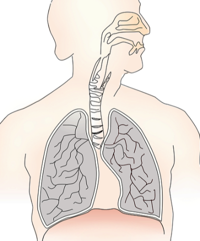 ํ์ฌ์ ์ข
, ์๋ช
์ ์๋ฐํ๋ ์จ๋งํ๋ ๋ณ – ์ ๋๋ก ์๊ณ ๋์ํ์