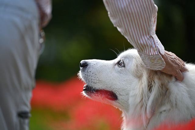 반려동물-장례식