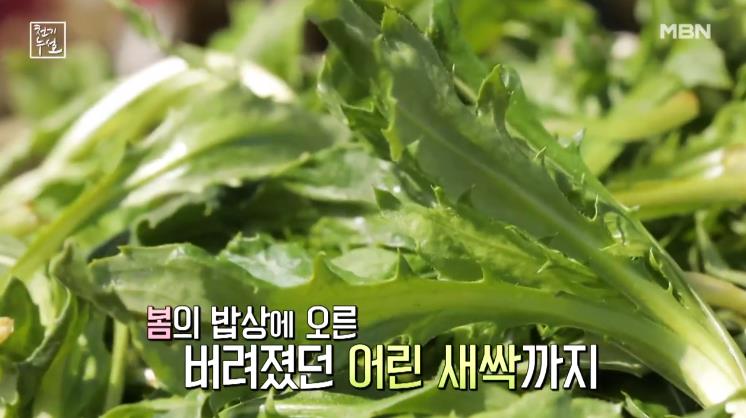 어린 새싹인 천기누설 홍화순