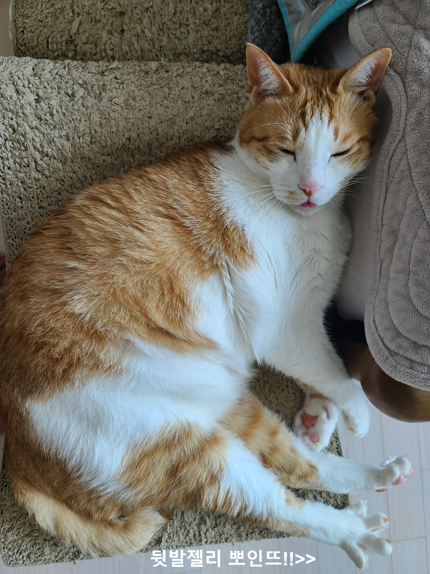 소심한 고양이에게 중2병이 오면..