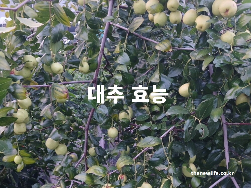 대추 효능을 대표하는 잘 익은 실물 사진과 과학적인 분석을 통해 건강 정보를 설명하는 이미지