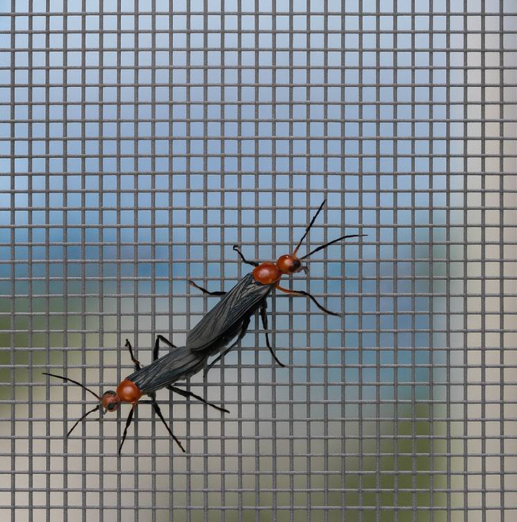 러브버그 익충&amp;#44; 퇴치방법은? 