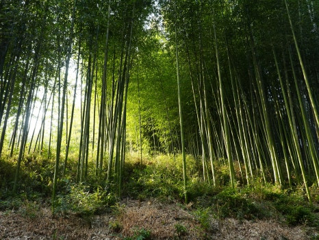 담양 죽화경 데이지 개화 시기, 위치, 입장료 총정리