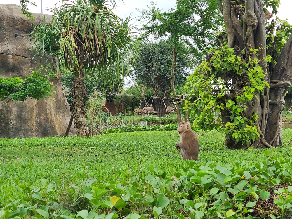 베트남 남호이안 빈원더스 사파리 후기 가격 할인입장권 예약 리버
