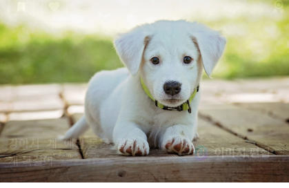 예방접종 시 주의사항 관련 사진