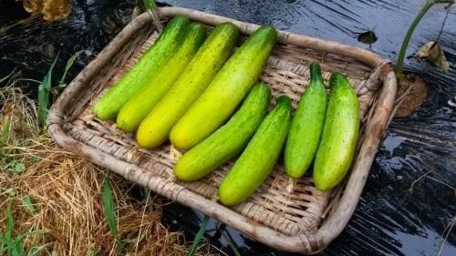오이-늙은오이-수확