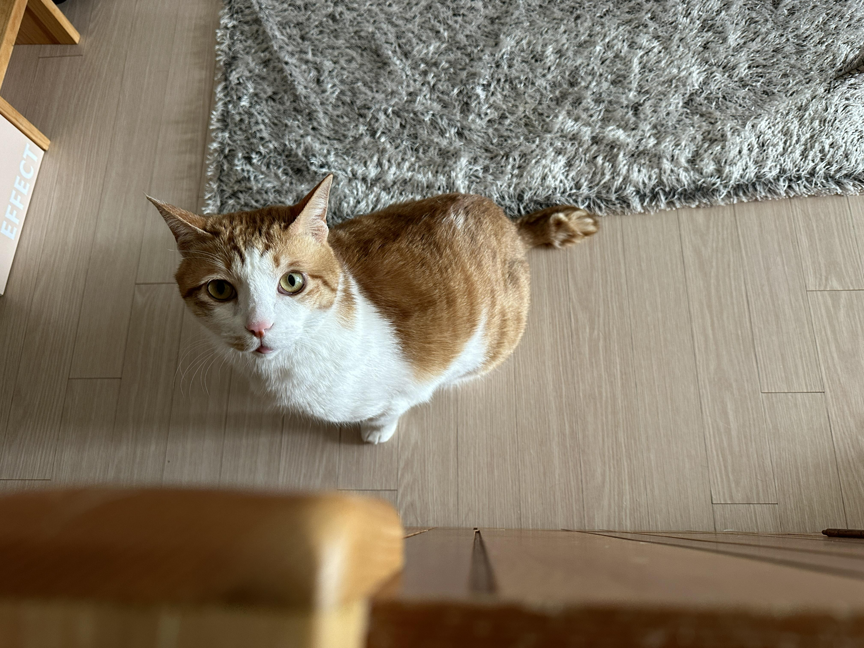 소심한 막둥이가 엄마를 지키는 방법 (feat.긴장해서 코까지 빨개진 막둥이)