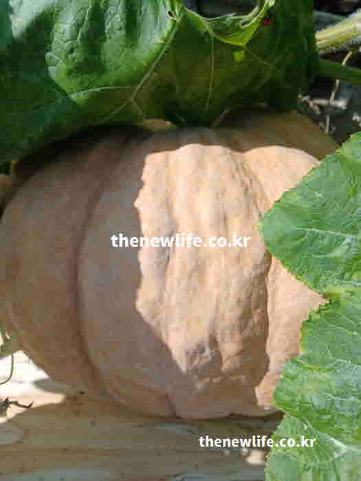 늙은 호박 효능 눈 건강