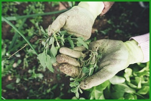 식물을 가꾸는 손