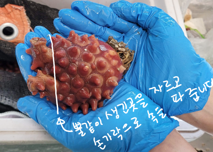 멍게