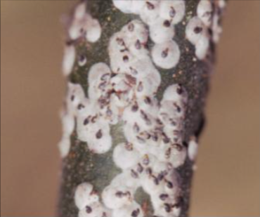 장미흰깍지벌레