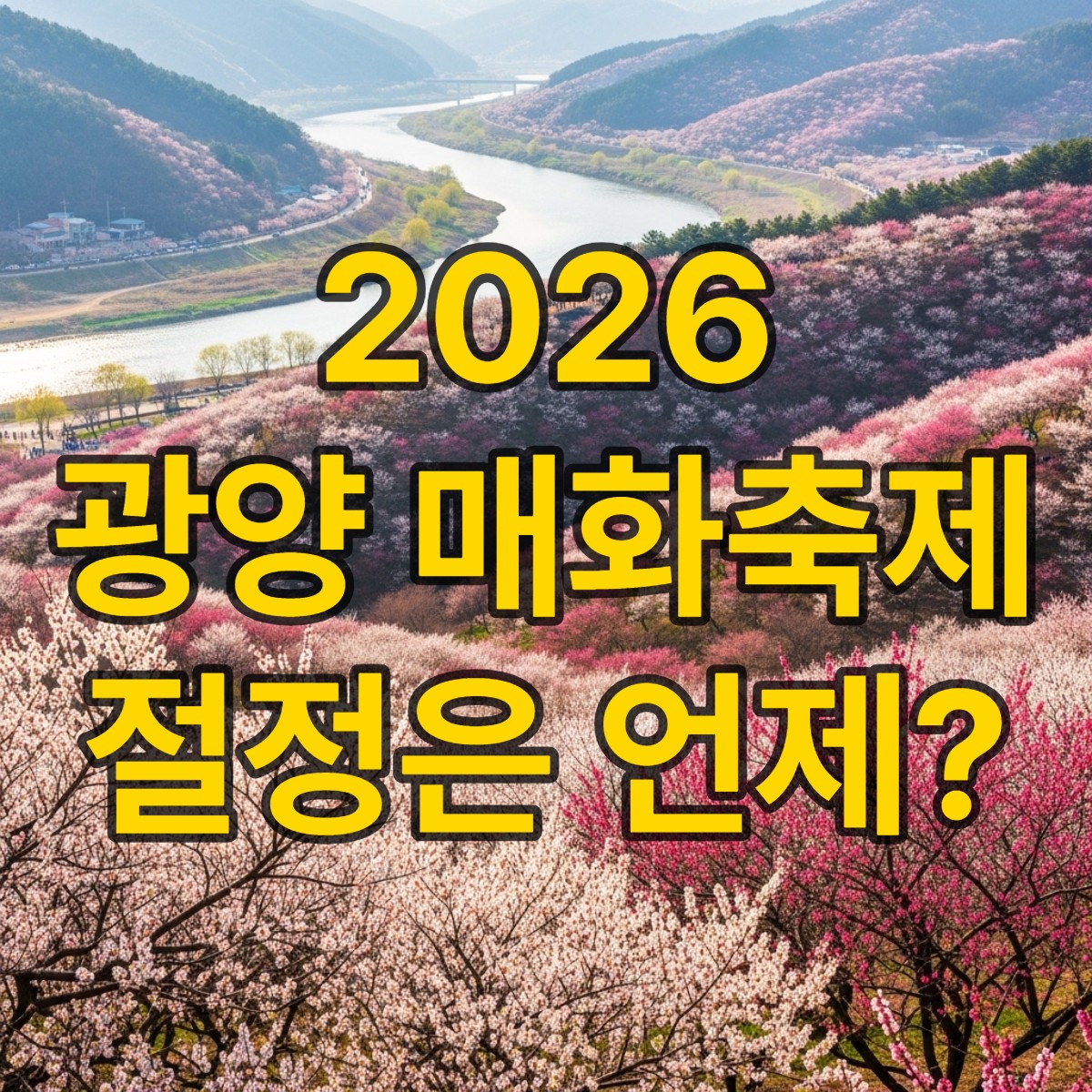 광양 매화축제기간 개화상황 총정리