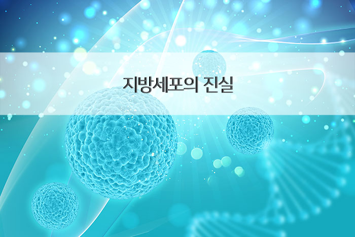 지방세포의 진실