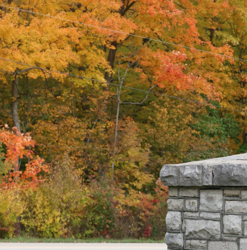 노란색이 돋보이느 단풍나무 군단