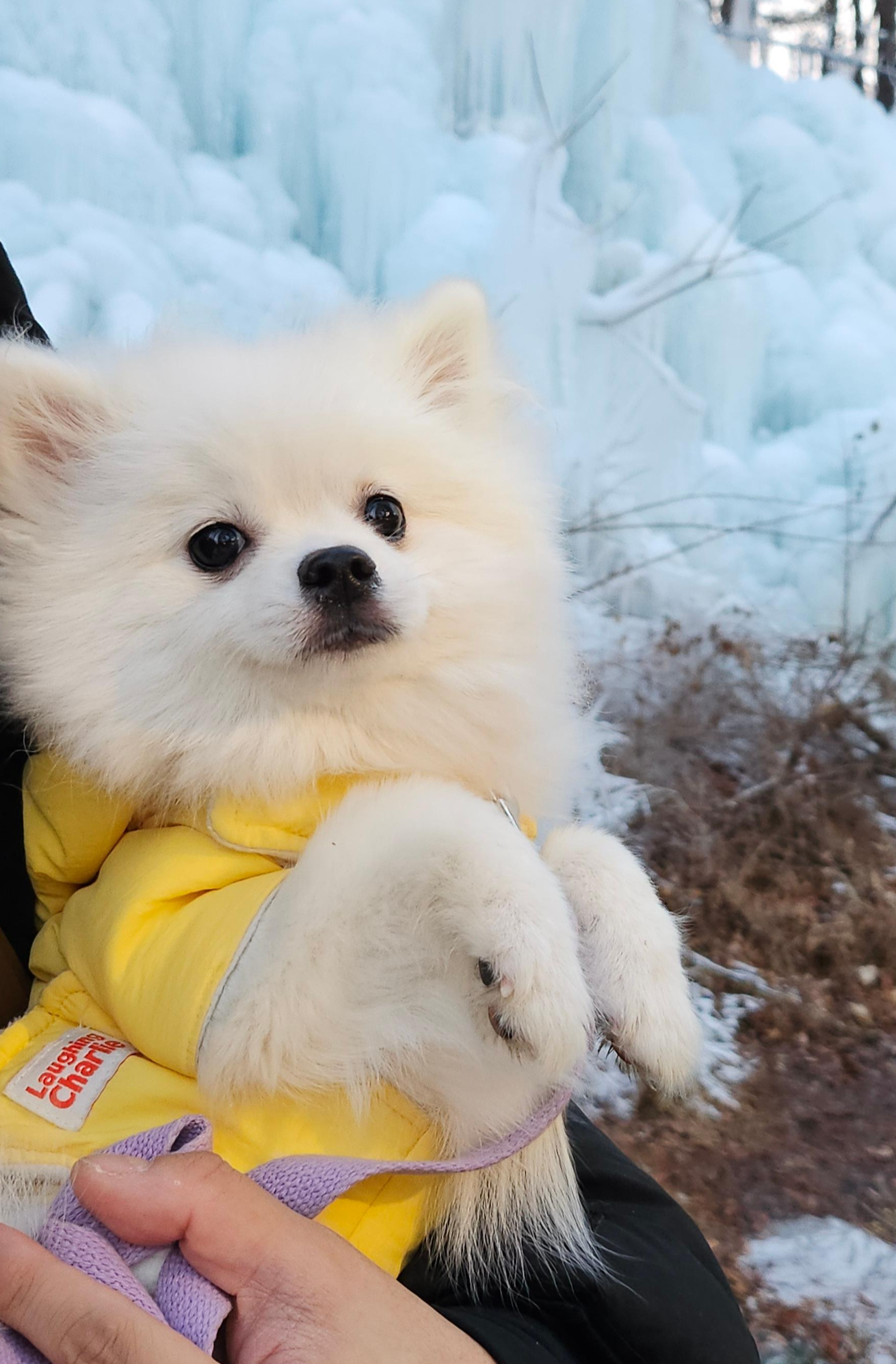 염화칼슘 때문에 안겨있는 하콩