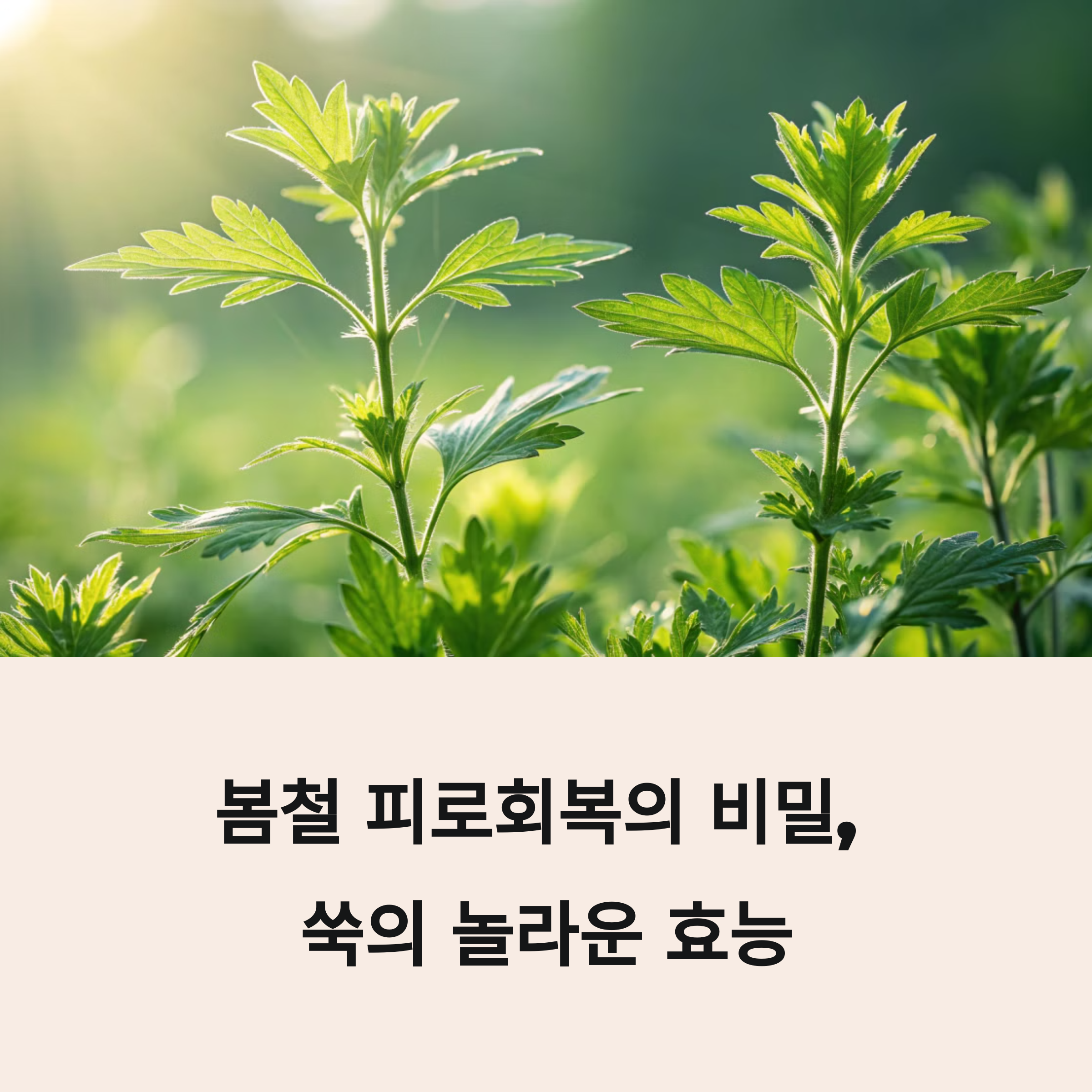 봄철 피로회복엔 쑥버무리? 쑥의 숨겨진 효능과 제철 레시피 대공개