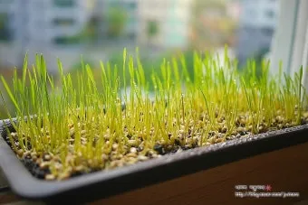 밀싹 재배 씨 뿌리기 발아 촉진 주기적 수확_13