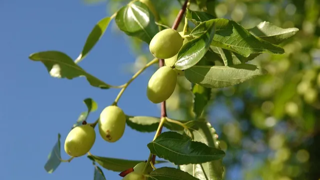 기역력에 좋은 대추
