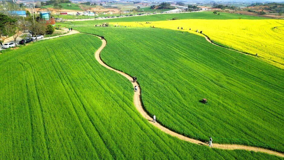 고창청보리밭 사이길