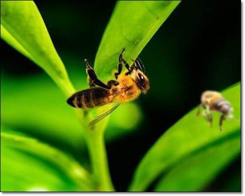 그린프로폴리스