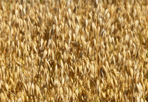 식이섬유와 심장 건강에 좋은 귀리