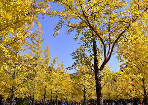 홍천은행나무숲2