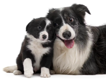 보더콜리의 어미 개