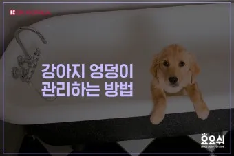 강아지 엉덩이 들이미는 이유 애정표현인지_22