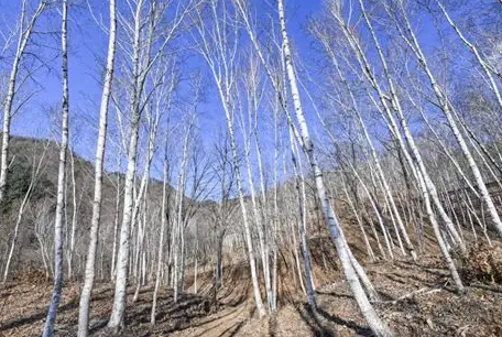 오르막 없이 평탄하게 걷는 강변 길! 원주 섬강 자작나무숲길 유모차·어르신 동반 코스 추천