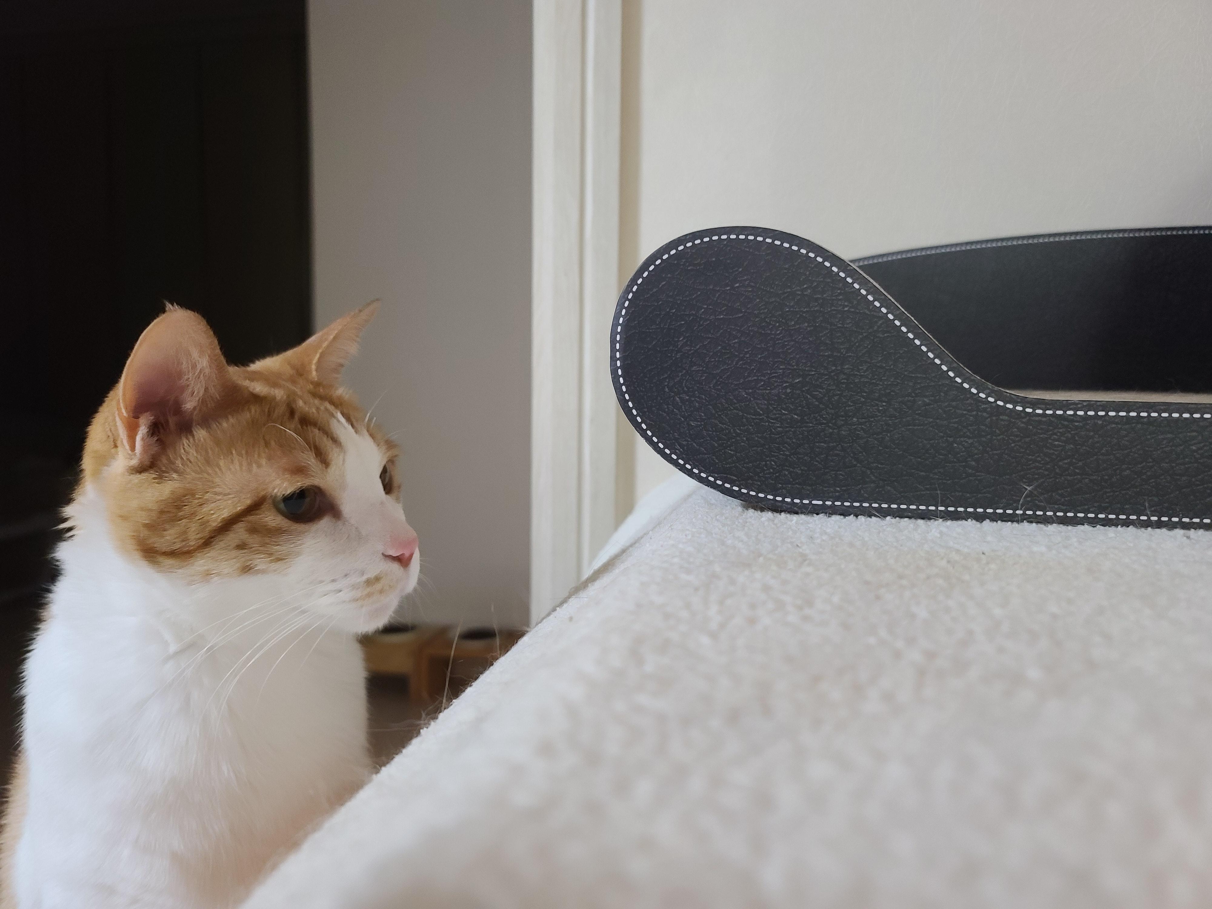 루나의 스트레스 완화를 위해 고양이 스트레스 해소에 도움이 되는 목걸이를 해봤다.