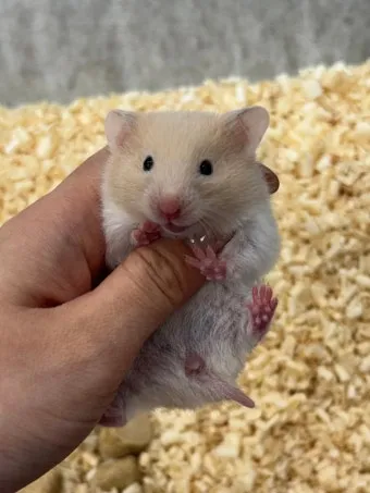 햄스터 한밤중에 집을 탈출하려는 이유 관리_20