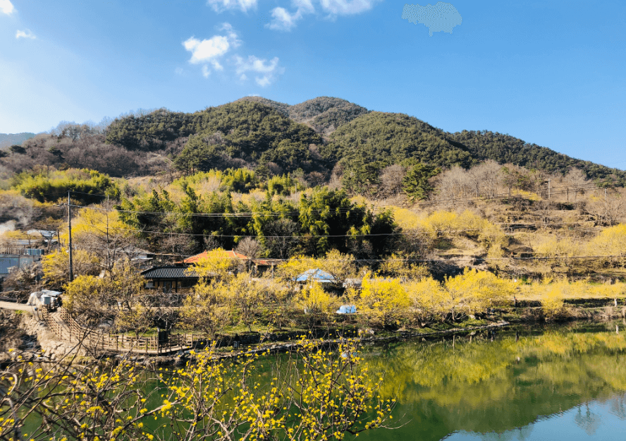 2025 구례 산수유축제 일정·개화시기 총정리
