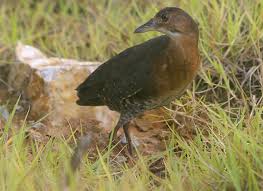우드퍼드 뜸부기의 서식 환경 변화가 생태계에 미치는 영향