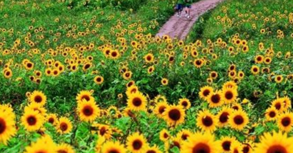 태백 해바라기 축제1
