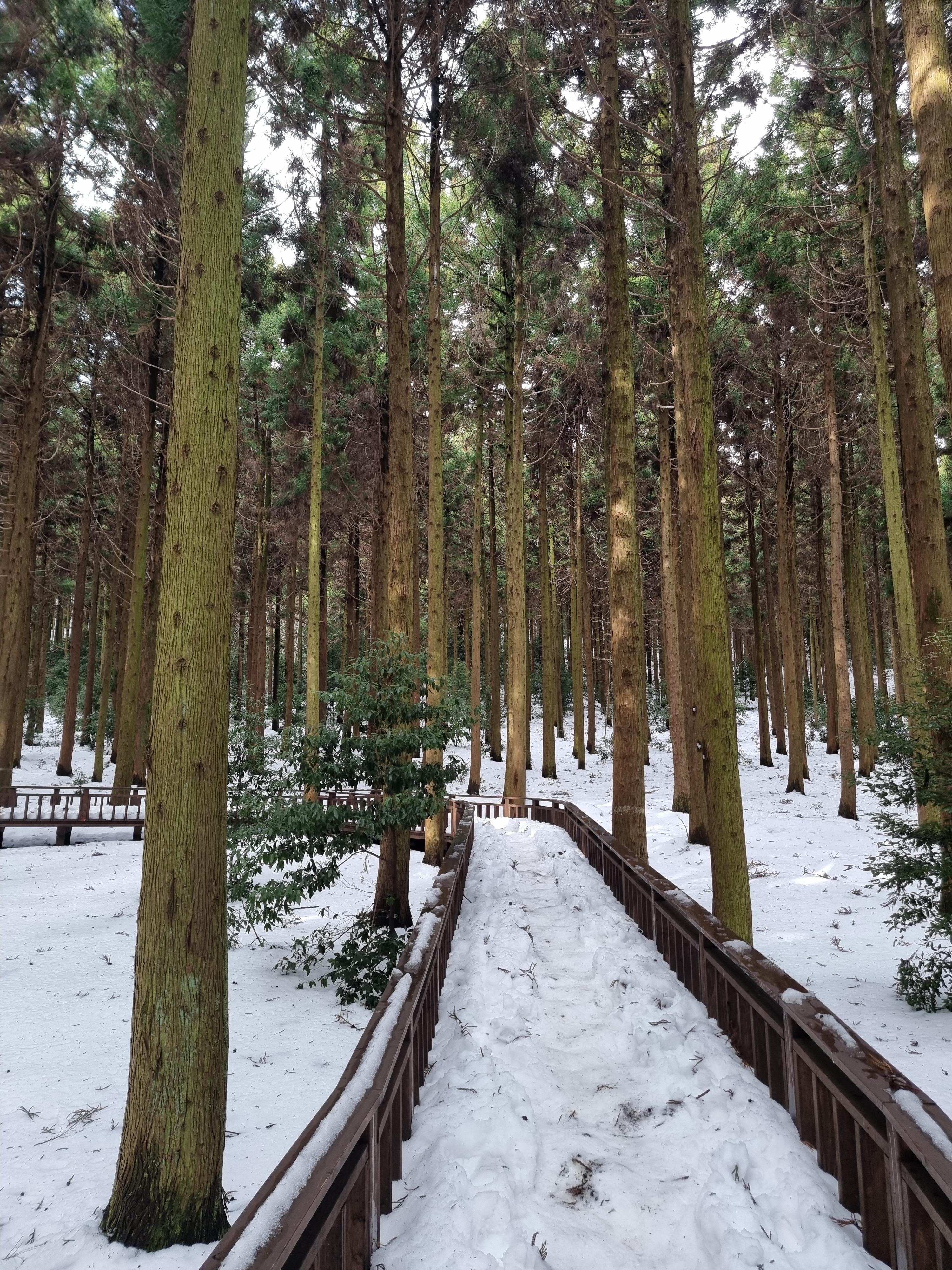 제주 사려니숲길 눈 덮힌 산책로