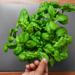 시금치 효능 부작용 고르는법 칼로리