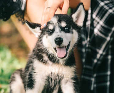 강아지 종합검진관련사진