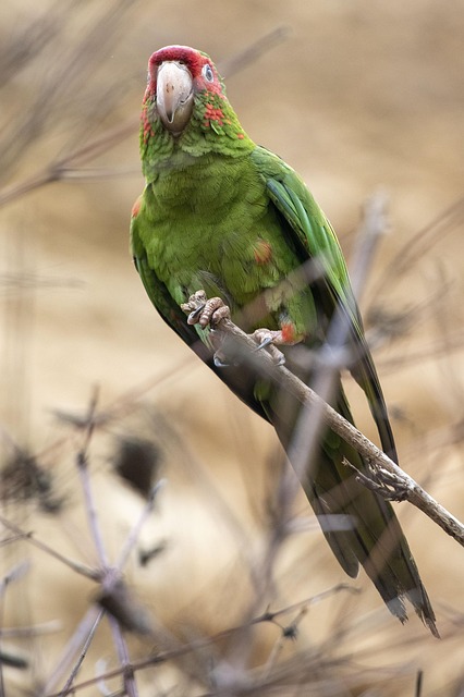 앵무새와 교감하는 5가지 놀이 방법