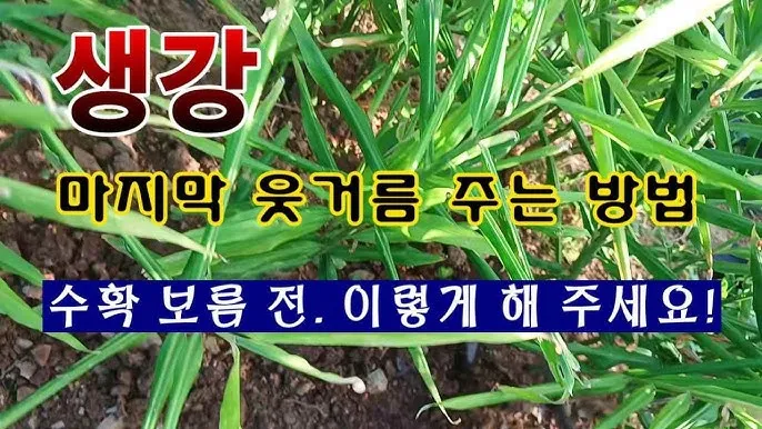 생강 재배 씨눈 맞추기 보온 피복 수확 건조_9