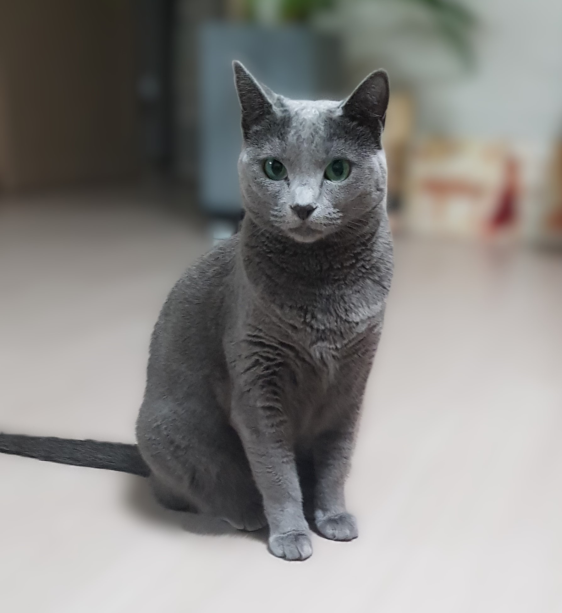 러시안 블루