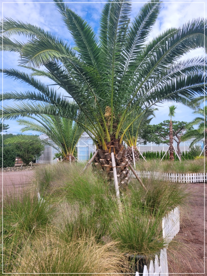 휴애리-핑크뮬리