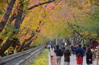 청도 운문사 은행나무 개방, 자연휴양림, 사리암, 계곡, 맛집, 둘레길, 처진소나무, 450년은행나무_46