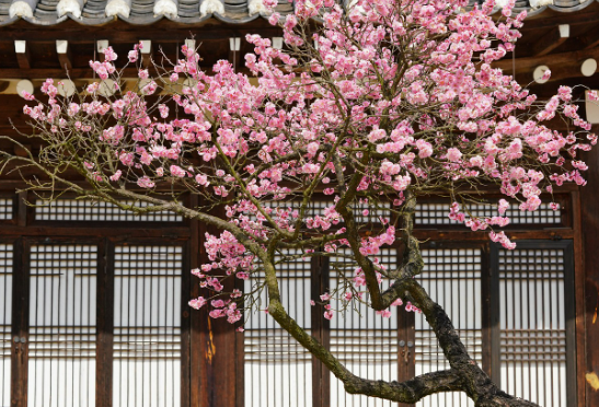 전남 광양 구례 매화마을 매화축제 안내 