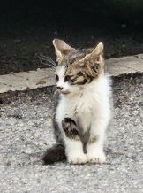 길냥이에게 간택받는 방법 4가지